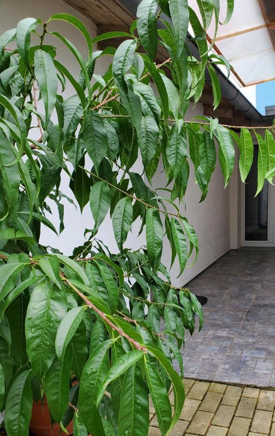 Apartman Stary Liskovec Apartment Brno Exterior foto